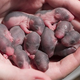 Image for article titled What This Classic Experiment on Rats Can Teach Us About Eugenics